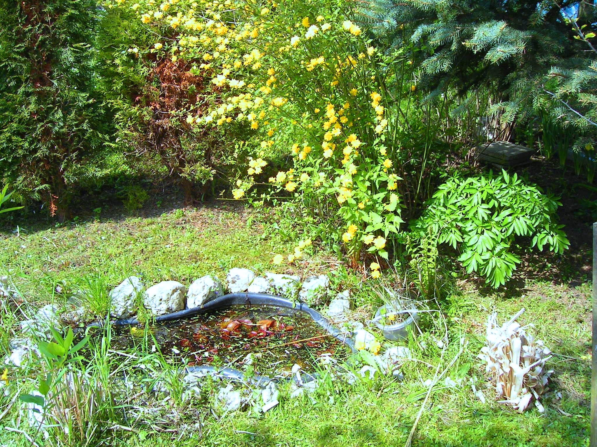 Zahrada duben 2008 011.jpg